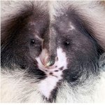 유느님]희귀종 예티코알라.jpg