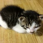 대구 유기묘 <b>분양</b>받으실분.