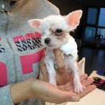 샵에서 데려온 강아지 얼굴을 밟고 <b>치료비</b>때문에 병원에 버리고갔습니다....