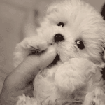 내가 인정하는 여아<b>이돌</b> 미모