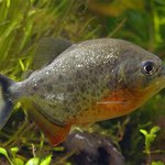 ★피라냐★키우기