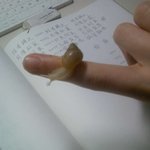 우리집,달팽이 천국이 될겁니다 아마.