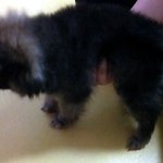 ★ 블랙포메 ★우린뚱's가족 고미야출동해