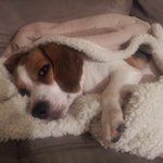 [3탄] <b>새침</b>떼기 비글과 꺼벙한 코카스파니엘을 키우는