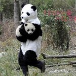 흔한 <b>팬더</b>의 모성애 ㅋㅋㅋㅋㅋㅋㅋㅋㅋㅋ
