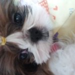 내 사랑 나의사랑 내 똥강아지들