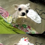 티컵같은 행복이♡ 사막여우같은 희망이♡