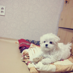 <b>백일</b>된 우리집 하룻강아지 ♥ 스압주의...