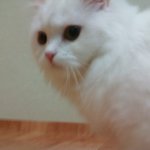 ★★(스압有) 진짜 예쁜 고양이★★
