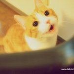 유봉이 앙즈판13탄! 평범한 유봉이 앙즈의 일상~