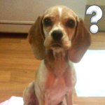 ▶꼭 읽어주세요◀ 서울권에서 아메코카 여아(2세) 분양받거나 주우신...