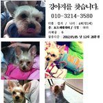 꼭 한번만 보시고, 본적이 있거나, 보호중이시라면 연락부탁드립니다...