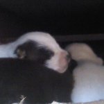 귀염둥이 <b>검둥이</b>와 5남매 이야기~^^(2)