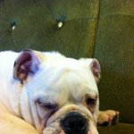 ※잉글리쉬 불독 '봉구' 개웃김ㅋㅋㅋㅋㅋㅋ   사진첩부~동영상도...