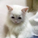 비오는날 언니를 쫓아온 아기고양이<b>미미</b>