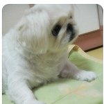 ♡(제3탄)수원댁 페키니즈 랑군이야기♡