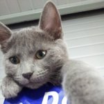 부르면 <b>대답</b>하는 울 사무실 고양이♥