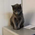 도도한 그녀, 울집 공주 <b>자몽</b>이 [발쿠션고양이]