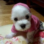 ■■■ 말티즈 삼총사 2탄 ■■■