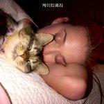 헐리웃 스타의 애완 <b>동물</b>들.jpg