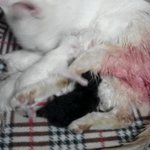 ★★★새하얀 길고양이의 <b>꼬물</b>이 출산기♥ +사진추가,글추가