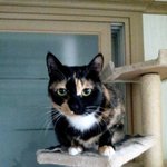 자취아저씨와 냥이 2마리 동거기 (2탄)