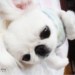 페키니즈를 아시나요..?