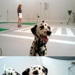 <b>박봄이</b> 사랑한 달마시안(신부 구함~♥)사진 有!!대방출!!!