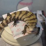 (사진有)블루텅 스킨크를 아시나요?