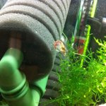 최초? 애완 새우판!!! 새우 밥먹는 모습 보셨<b>나용</b>