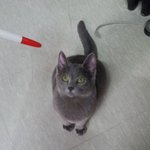 기침하면 짜증내는 울 사무실 고양이♥