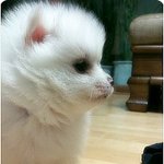 ★<b>연두</b><b>콩</b>여사네 스피치 김말이 자랑★