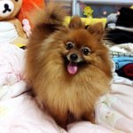 *포메판* <b>슌스케</b>가 부럽지 않은 내 똥꼬 ㅎ