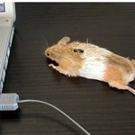 진정한 게임<b>페인</b>!!!