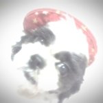 블랙시츄)) 꽃장미보다 犬장미♥ 나름2탄.