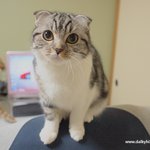 유봉이 앙즈판14탄※울고양이들의 표정변화 특집(스압주의!!)※