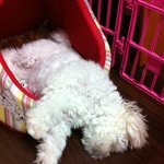 +추가)) ♥ 곱슬머리 말티즈 <b>뽀삐</b> ^3^