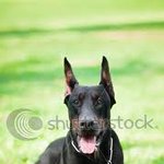 ★★(리얼공감)개키우는<b>집</b> 갔을때 95.9999% 공감★★