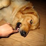 ✿강아지네마리 토끼한마리✿ 10