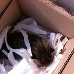 ★★완전 아기 고양이를 데리고있어요!! 사진있어요!!!!★★수정했어요...