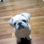 ♡(제4탄)<b>수원</b>댁 페키니즈 랑군이야기♡