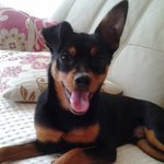 라지핀<b>치카</b>)미니핀 아닙니다... 우리집 라지핀 소개해 보아요.