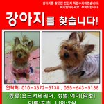 ★★★통영시/ 분홍색옷과 헤어핀<b>착용</b> 요크셔테리어찾습니다.★★★