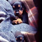 자기가 사람인 줄 아는..... 애완견;;;;;;