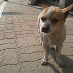 ★<b>부천</b> 송내동 부근, 강아지 잃어버리신분!!!