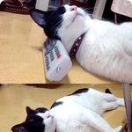 <b>리모컨</b> 고양이 꽁치의 근황