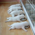 귀엽게 <b>식사</b> 하는 강아지 모음