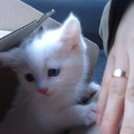 정말예쁜고양이헤<b>롱이</b>★★