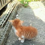 회사하수구에 빠져있던 한달된 아<b>깽이</b>ㅠㅠ 제가 책임질수있을까요