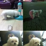 성서 강창역 부근 말티즈 <b>여아</b> 4살반 (가을이)를 찾습니다★★★★